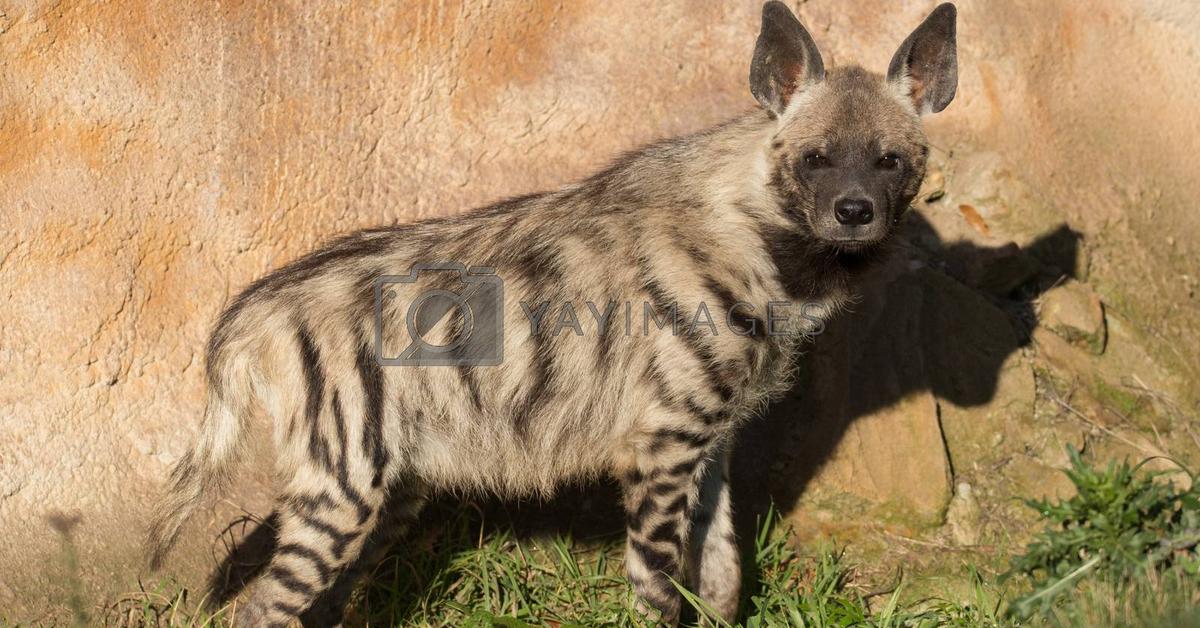 Captivating presence of the Striped Hyena, a species called Hyaena hyaena.