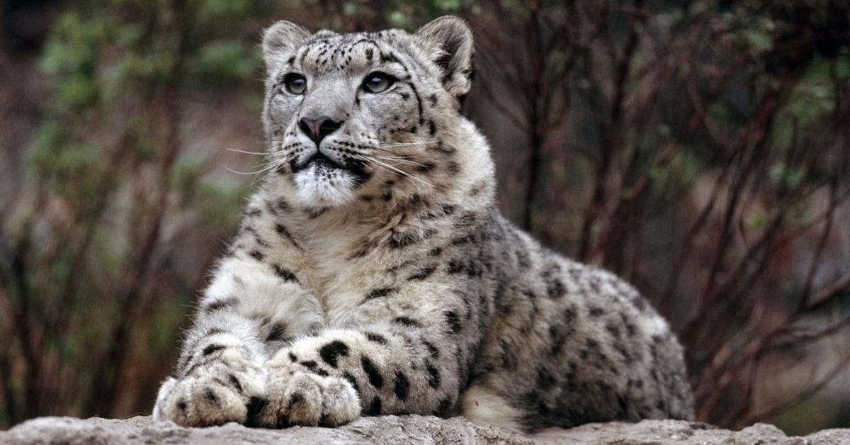 Captured elegance of the Snow Leopard, known in Indonesia as Macan Salju.