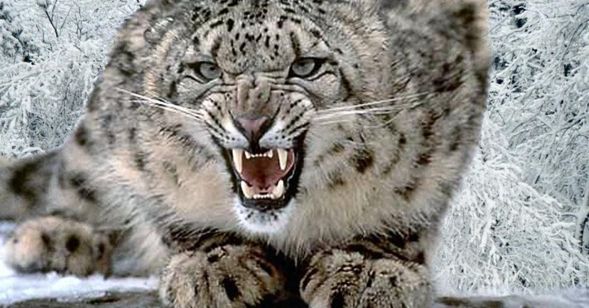 Photograph of the unique Snow Leopard, known scientifically as Panthera uncia.