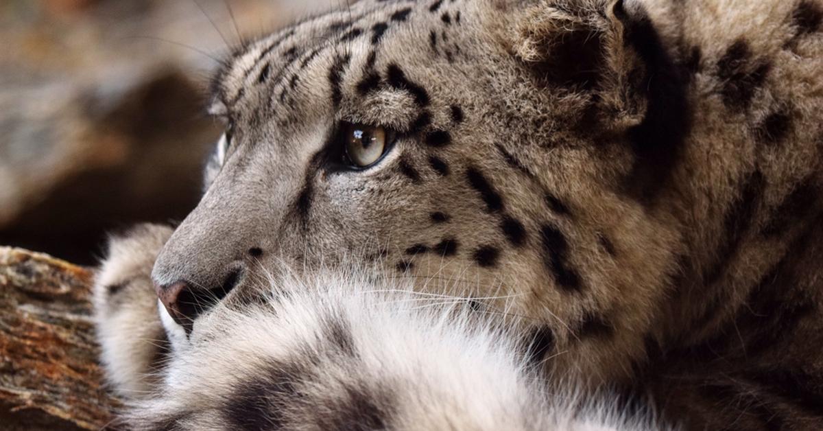 The elegant Snow Leopard (Panthera uncia), a marvel of nature.