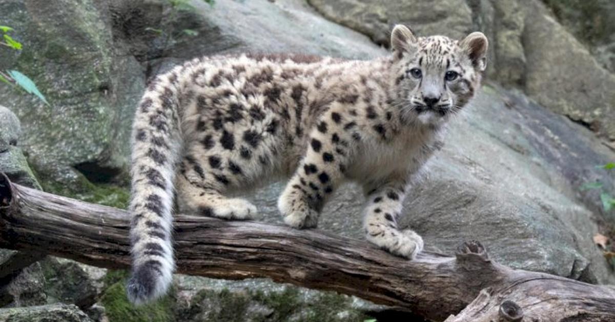 Insightful look at the Snow Leopard, known to Indonesians as Macan Salju.