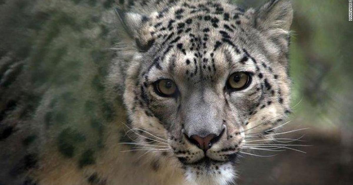 Stunning image of the Snow Leopard (Panthera uncia), a wonder in the animal kingdom.