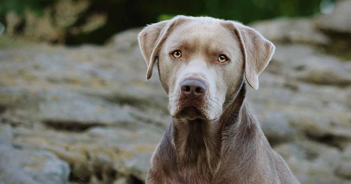 Glimpse of the Silver Labrador, known in the scientific community as Canis lupus.