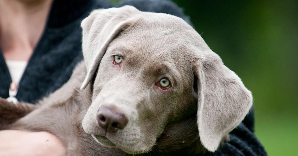 Unique portrayal of the Silver Labrador, also called Labrador Perak in Bahasa Indonesia.