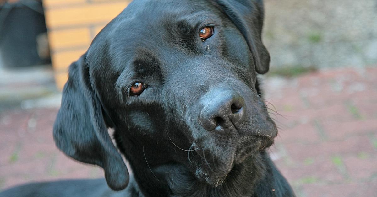 Photographic depiction of the unique Silver Labrador, locally called Labrador Perak.