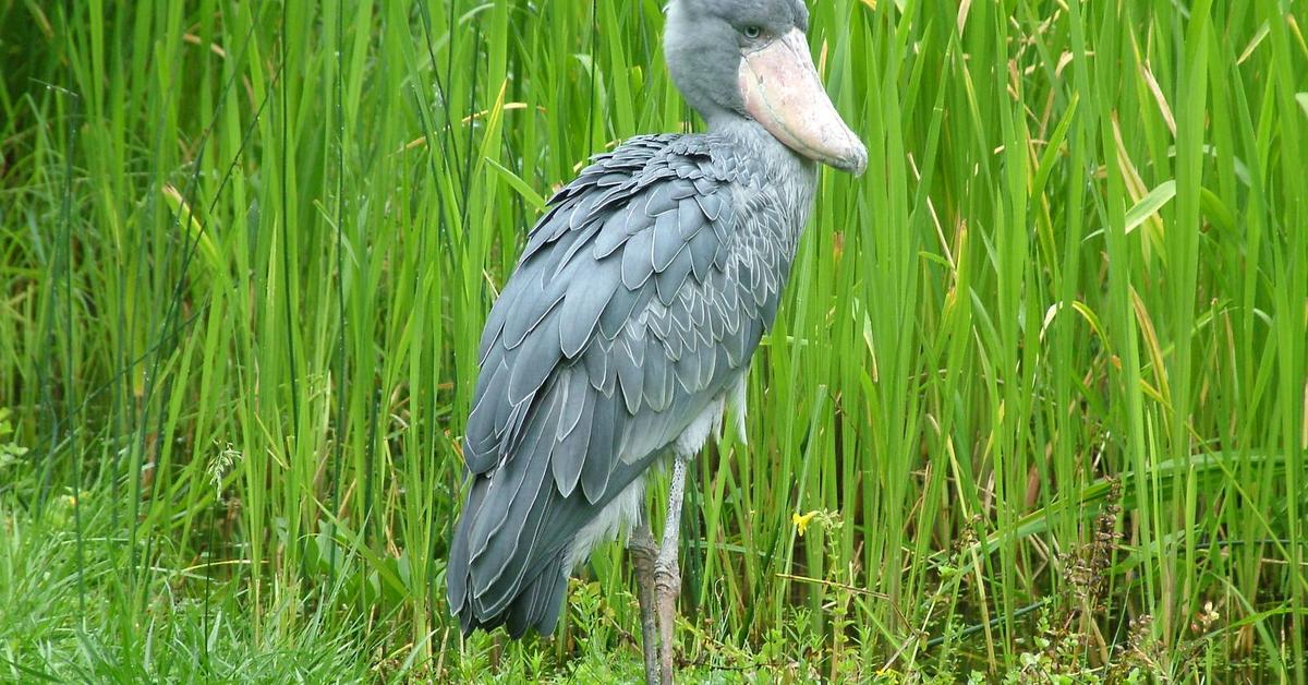 The Shoebill Stork in its natural beauty, locally called Bangau Sepatu.