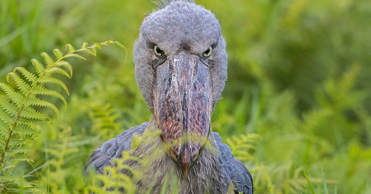 The Shoebill Stork in its natural beauty, locally called Bangau Sepatu.