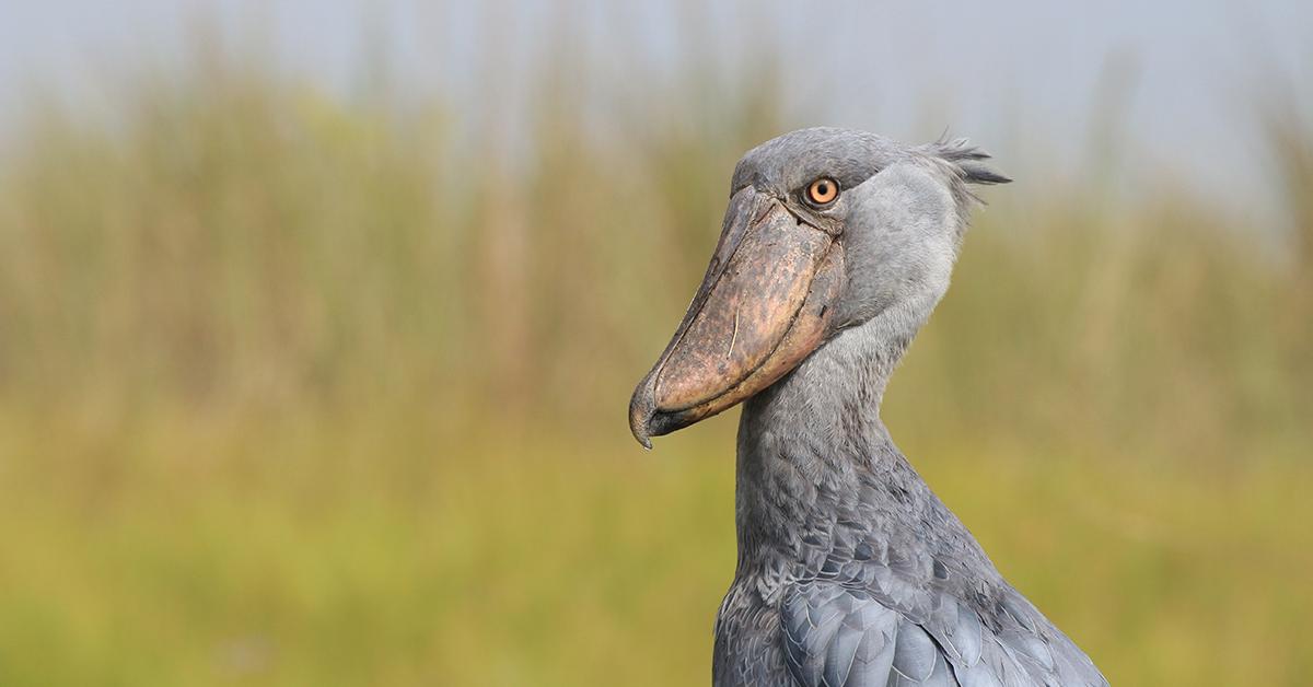 Stunning image of the Shoebill Stork (Balaeniceps rex), a wonder in the animal kingdom.