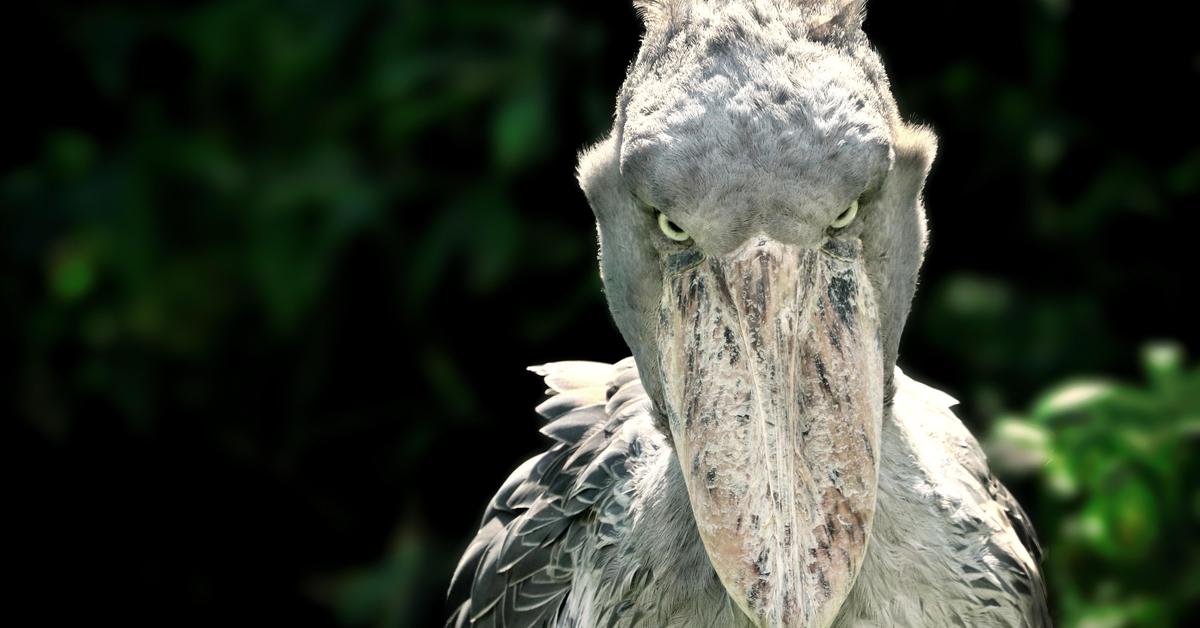 Natural elegance of the Shoebill Stork, scientifically termed Balaeniceps rex.