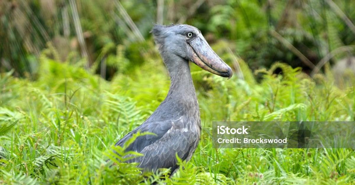 Glimpse of the Shoebill Stork, known in the scientific community as Balaeniceps rex.