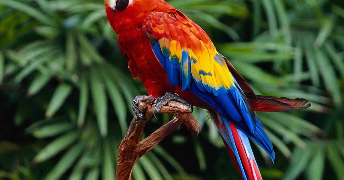 Unique portrayal of the Scarlet Macaw, also called Burung Macaw Merah in Bahasa Indonesia.