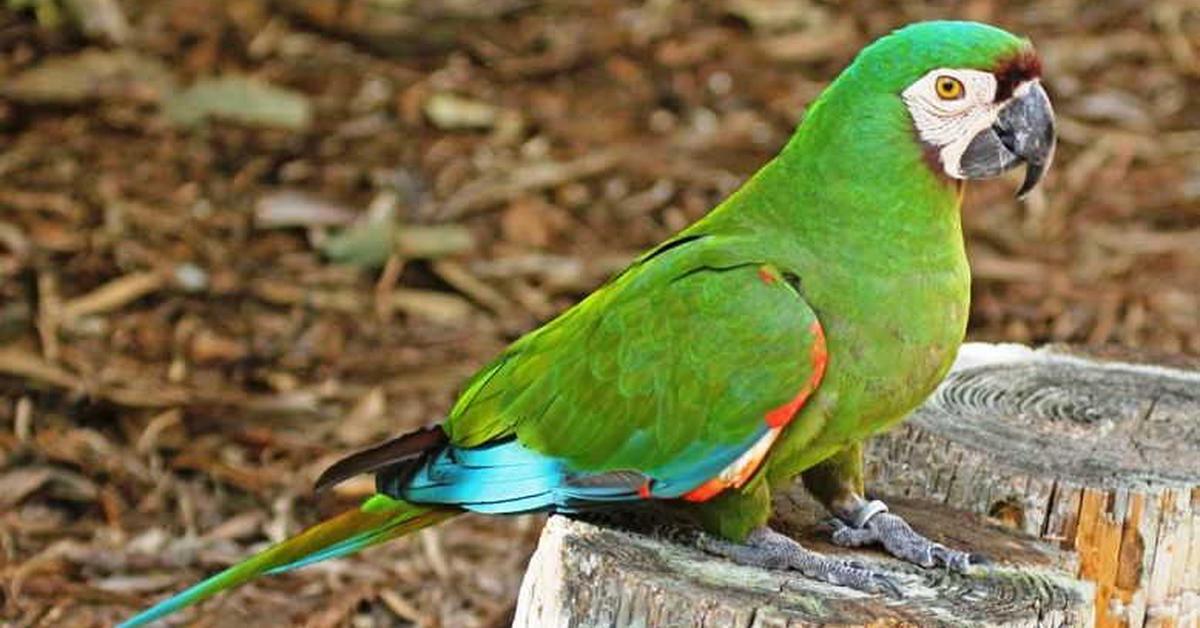 Insightful look at the Scarlet Macaw, known to Indonesians as Burung Macaw Merah.