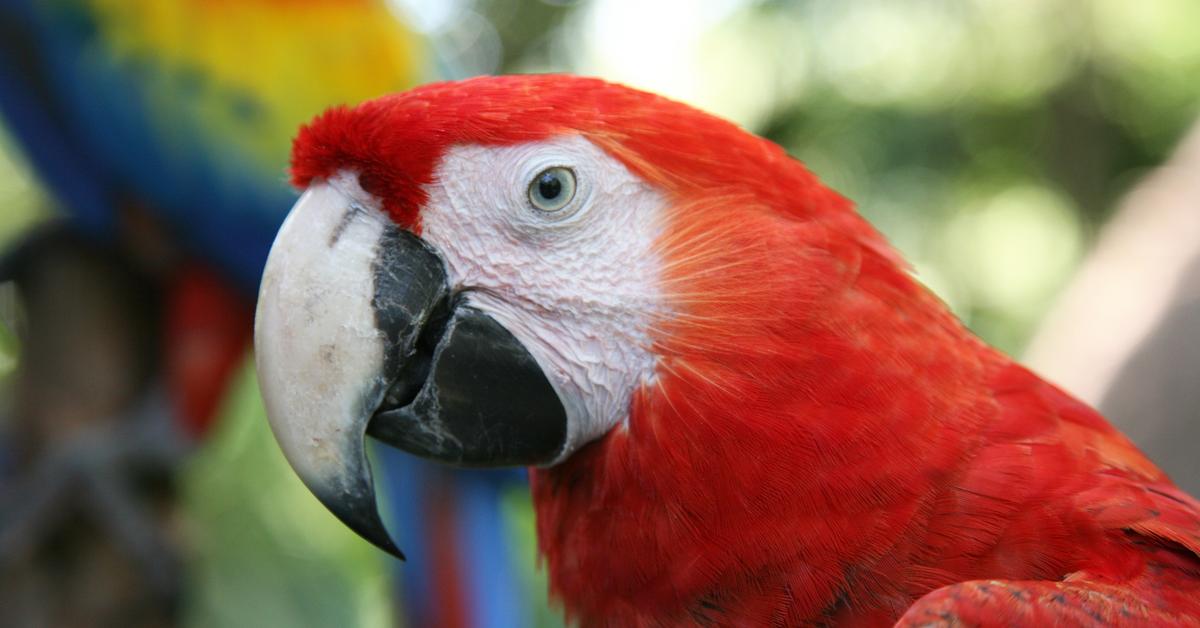 Photograph of the unique Scarlet Macaw, known scientifically as Ara macao.