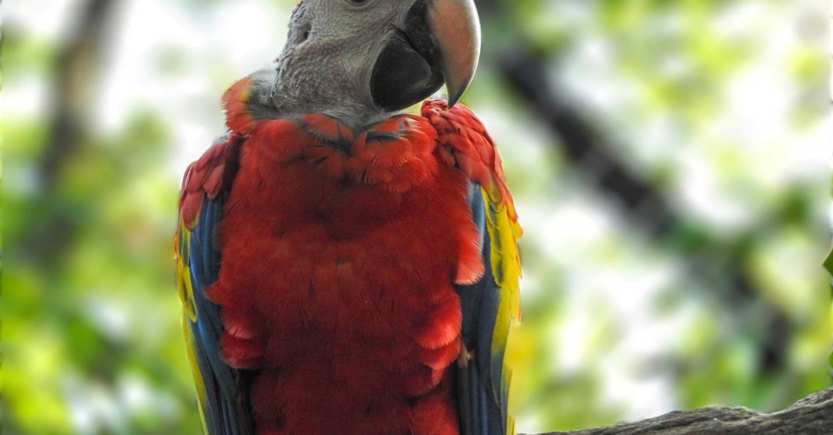 Photogenic Scarlet Macaw, scientifically referred to as Ara macao.