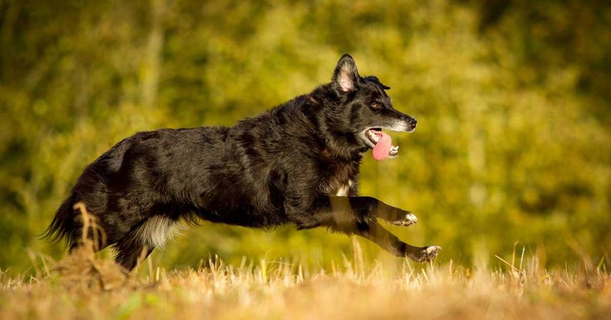 The Shollie in its natural beauty, locally called Anjing Shollie.