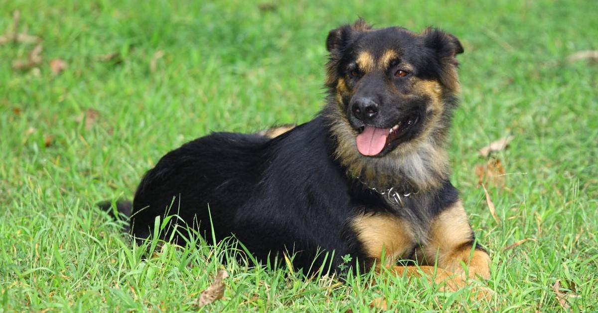 Elegant Shepweiler in its natural habitat, called Anjing Shepweiler in Indonesia.