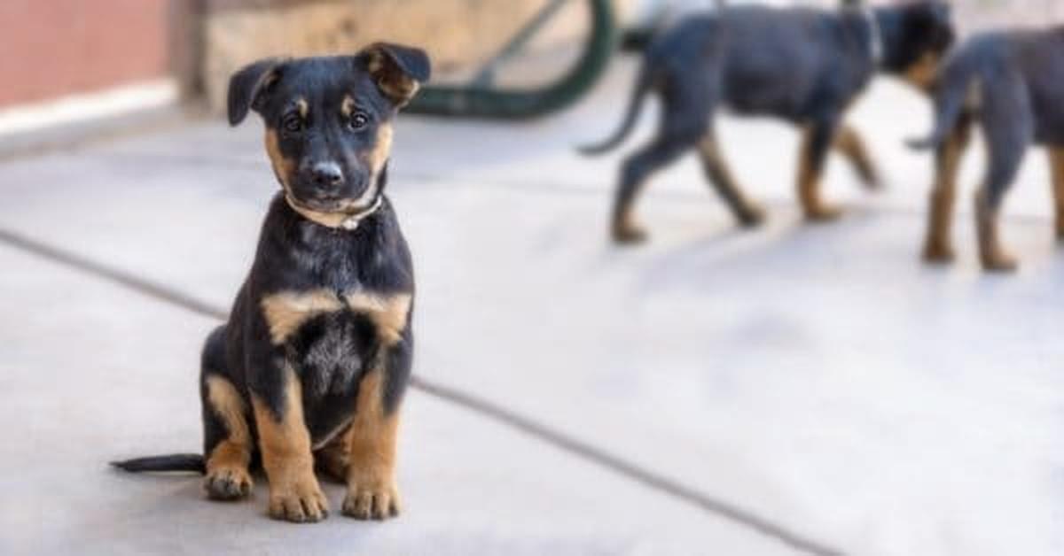 Captured moment of the Shepweiler, in Indonesia known as Anjing Shepweiler.