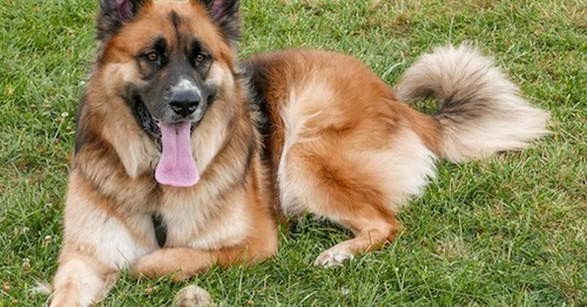 Enchanting Saint Shepherd, a species scientifically known as Canis lupus.