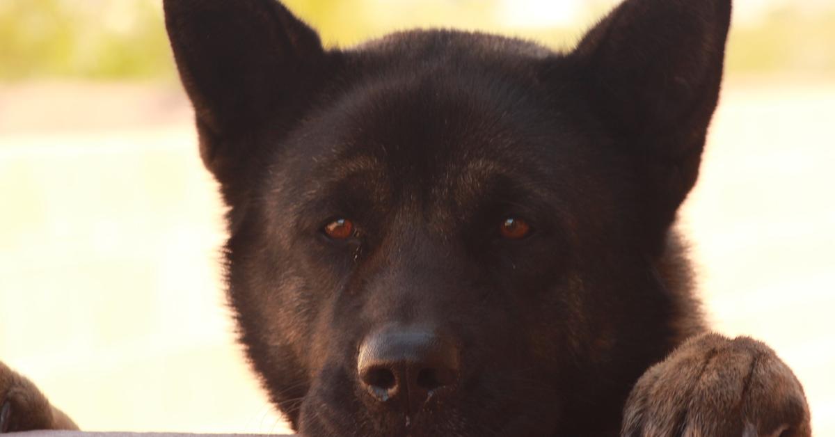 The Shepkita, a beautiful species also known as Shepkita in Bahasa Indonesia.