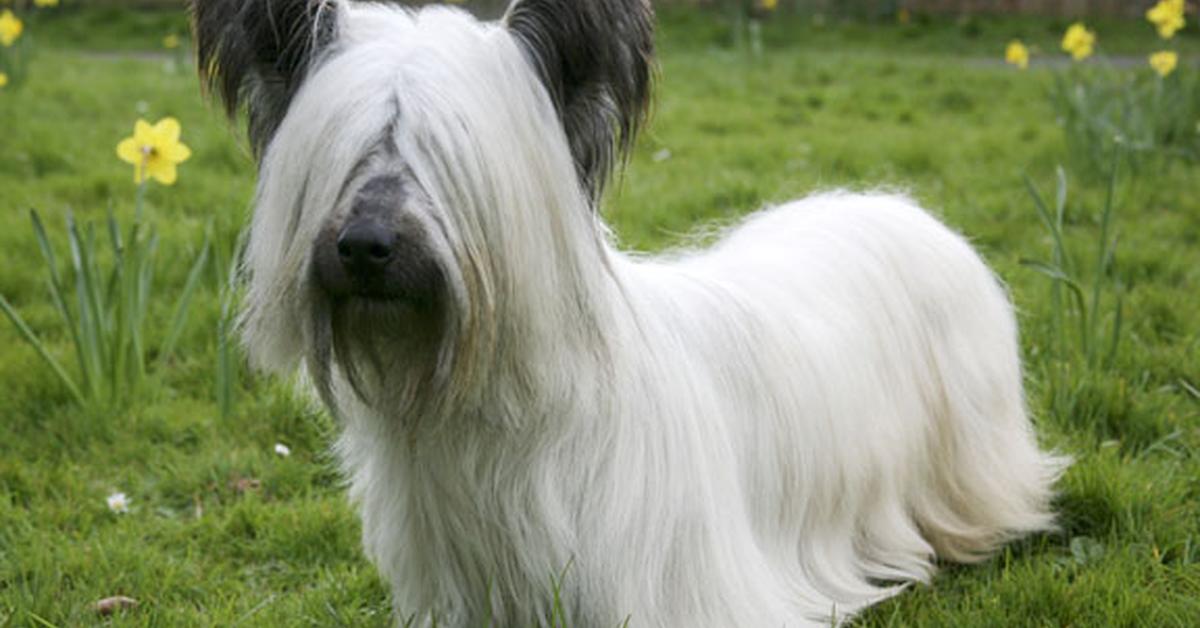 Exquisite image of Skye Terrier, in Indonesia known as Terrier Skye.