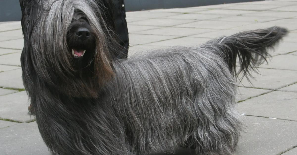 Detailed shot of the Skye Terrier, or Canis lupus, in its natural setting.