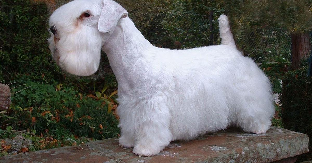 The remarkable Sealyham Terrier (Canis lupus), a sight to behold.