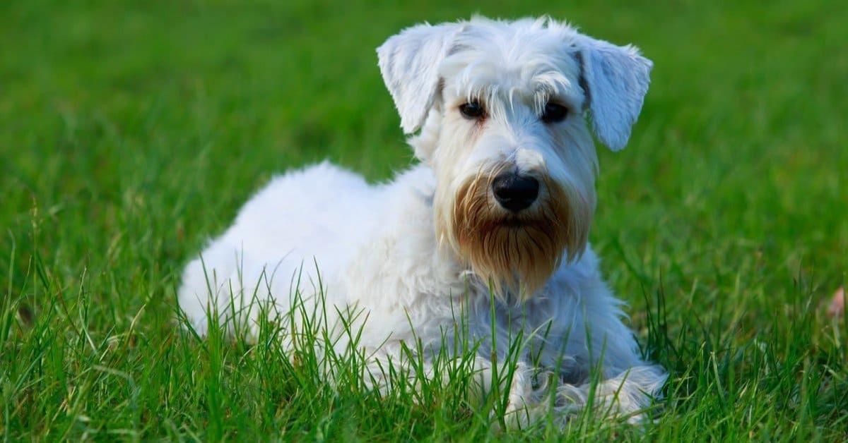 The Sealyham Terrier, a species known as Canis lupus, in its natural splendor.