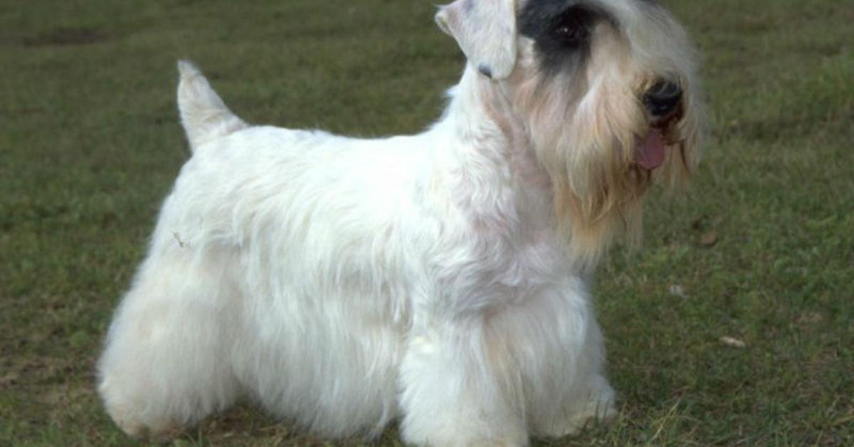 Stunning depiction of Sealyham Terrier, also referred to as Canis lupus.