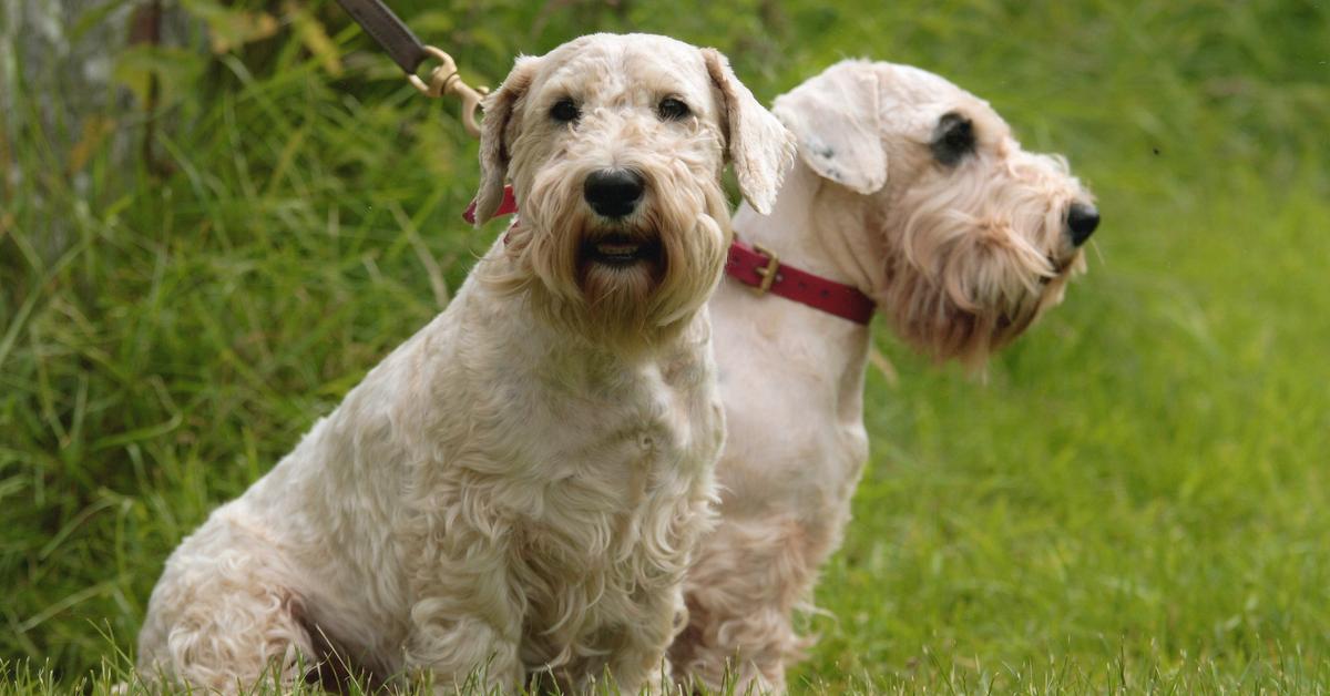 Splendid image of the Sealyham Terrier, with the scientific name Canis lupus.