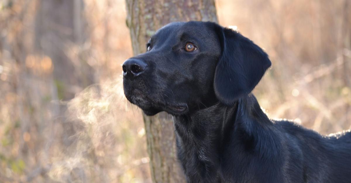 Glimpse of the Springador, known in the scientific community as Canis lupus.