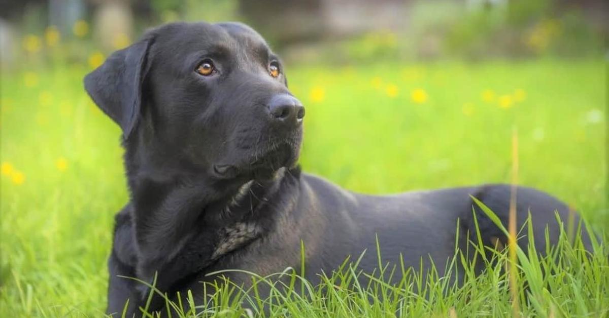 Elegant Springador in its natural habitat, called Anjing Springador in Indonesia.