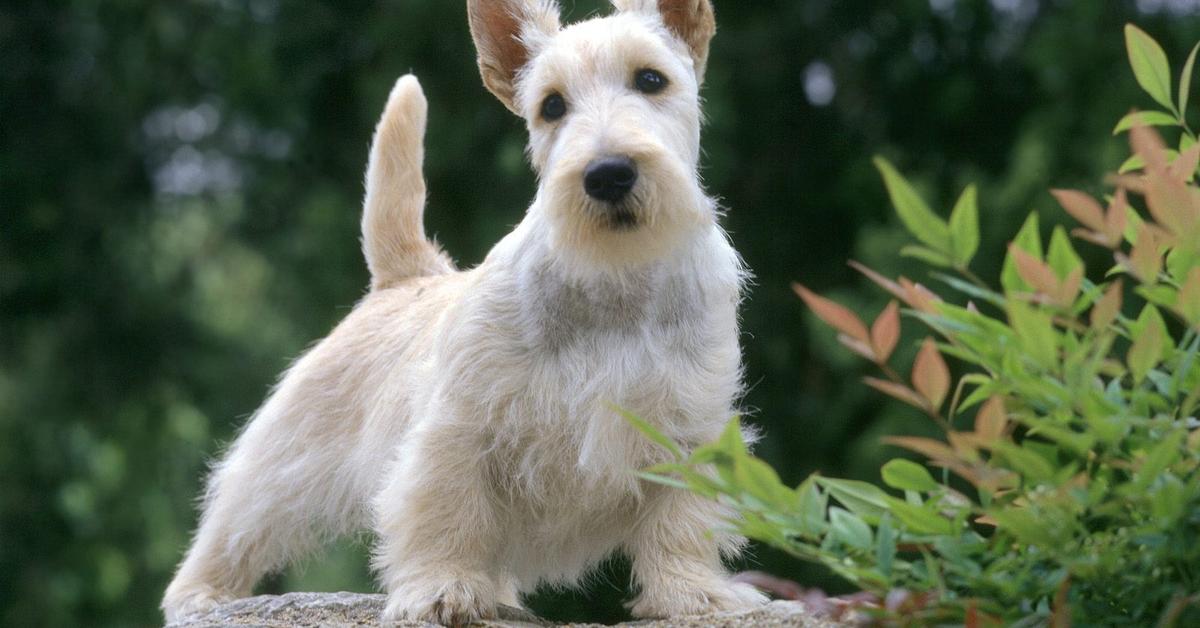 Detailed shot of the Scottish Terrier, or Canis lupus, in its natural setting.