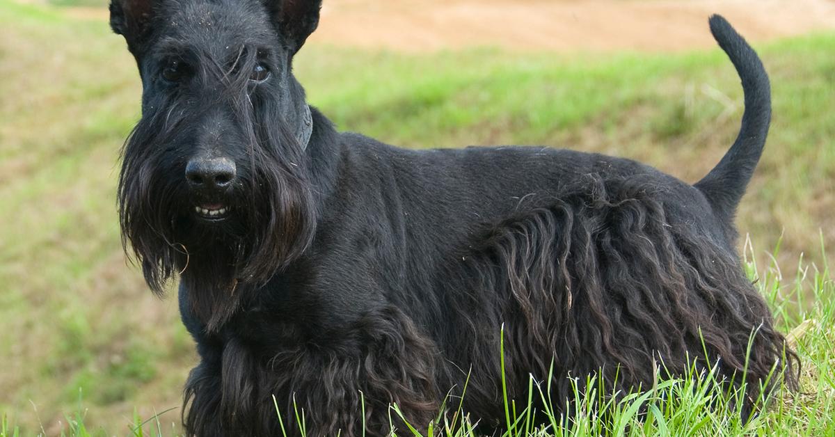 The remarkable Scottish Terrier (Canis lupus), a sight to behold.