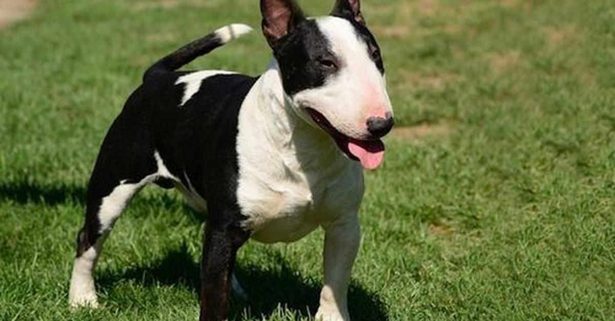 The elegant Smooth Fox Terrier (Canis lupus), a marvel of nature.