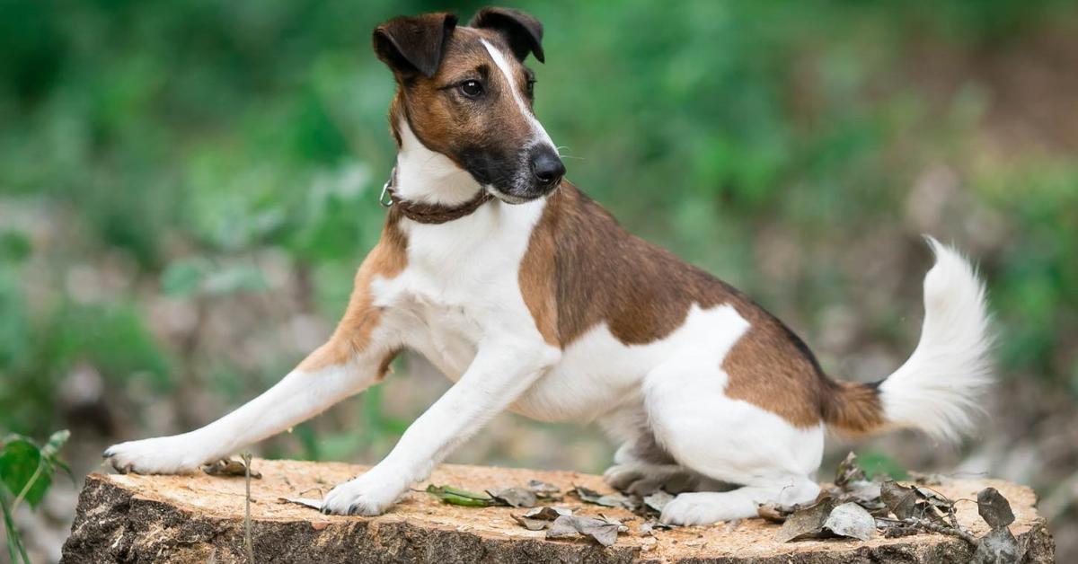 Stunning image of the Smooth Fox Terrier (Canis lupus), a wonder in the animal kingdom.