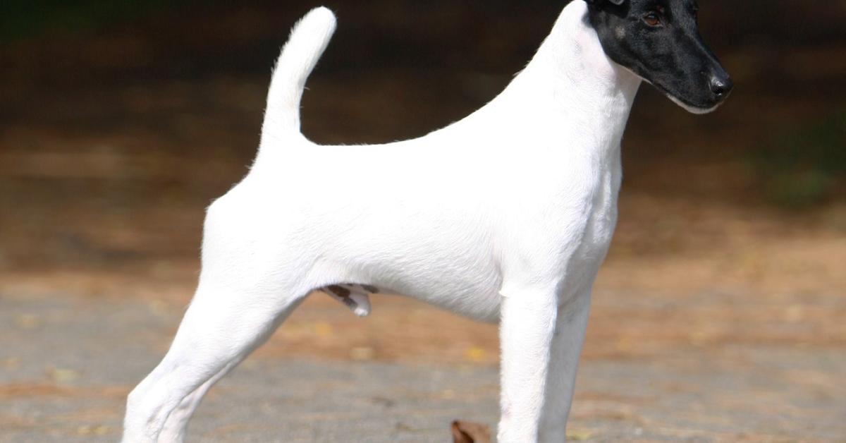 Image of the Smooth Fox Terrier (Canis lupus), popular in Indonesia as Anjing Terrier Halus Fox.