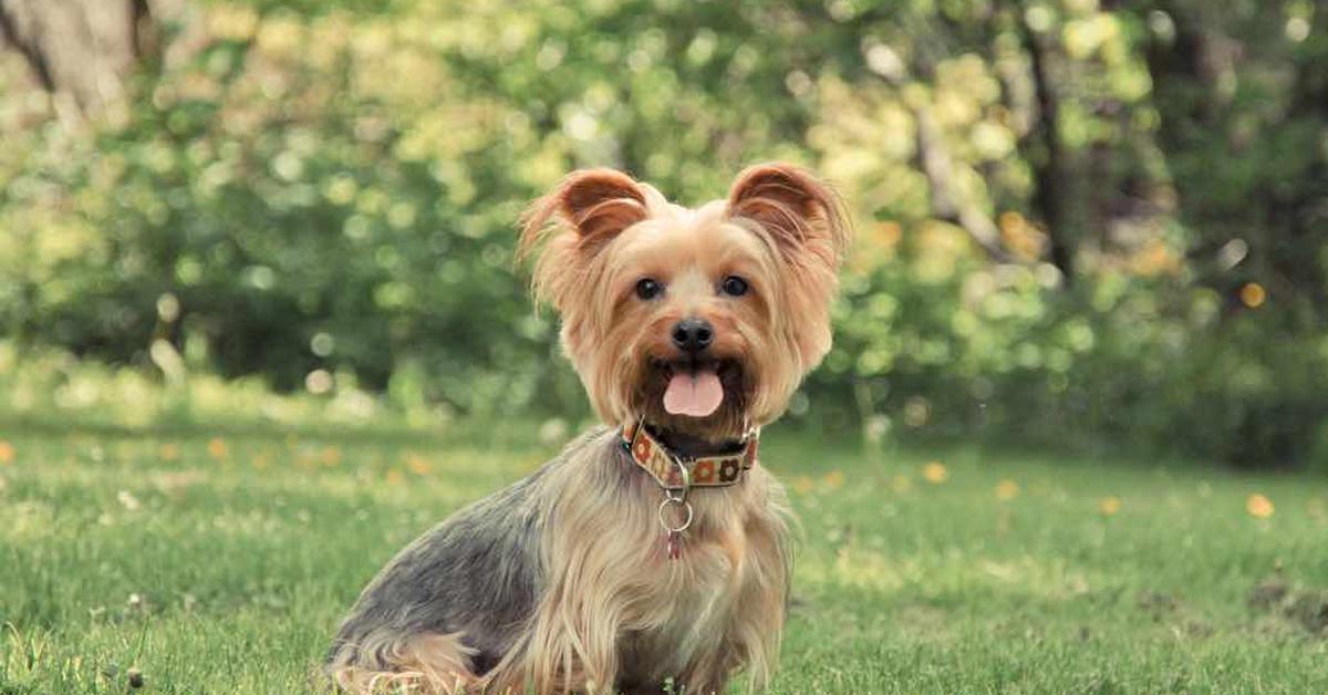 The Silky Terrier, a species known as Canis lupus, in its natural splendor.