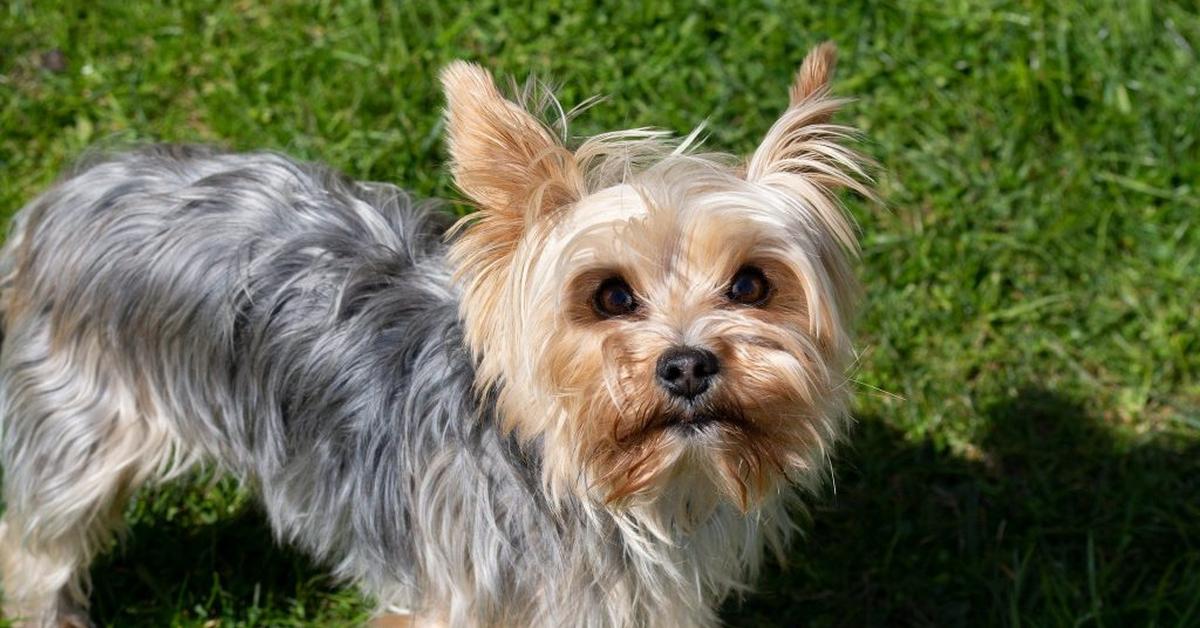 Image showcasing the Silky Terrier, known in Indonesia as Terrier Halus.