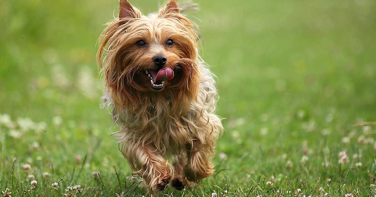 Close encounter with the Silky Terrier, scientifically called Canis lupus.