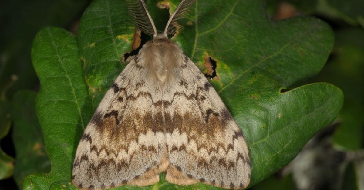 Enchanting Spongy Moth, a species scientifically known as Lymantria dispar dispar.