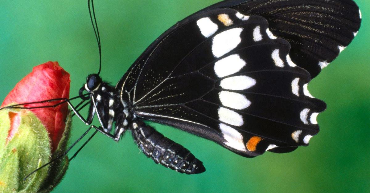 Stunning image of the Spongy Moth (Lymantria dispar dispar), a wonder in the animal kingdom.