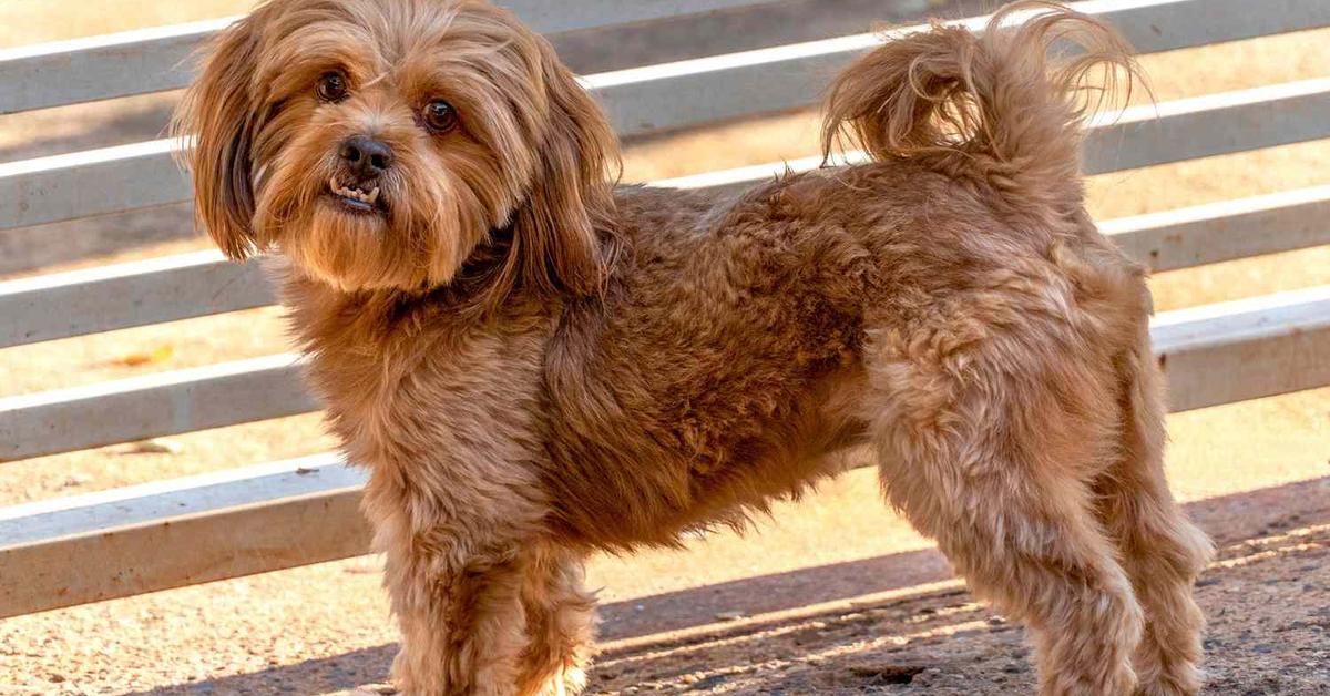 Stunning image of the Shih Poo (Canis lupus), a wonder in the animal kingdom.