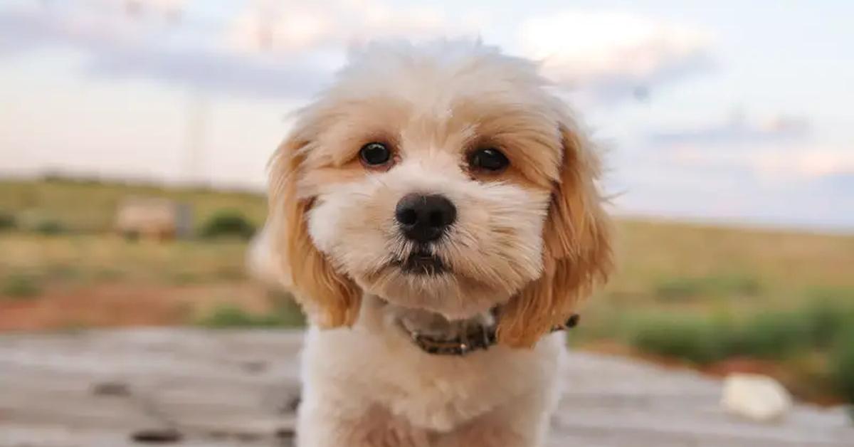 The fascinating Shih Poo, scientifically known as Canis lupus.