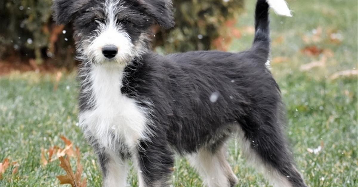 Vibrant snapshot of the Siberpoo, commonly referred to as Siberpoo in Indonesia.