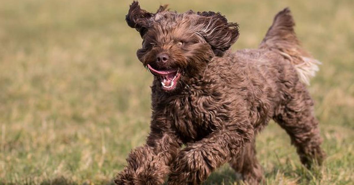 Vibrant snapshot of the Springerdoodle, commonly referred to as Anjing Springerdoodle in Indonesia.