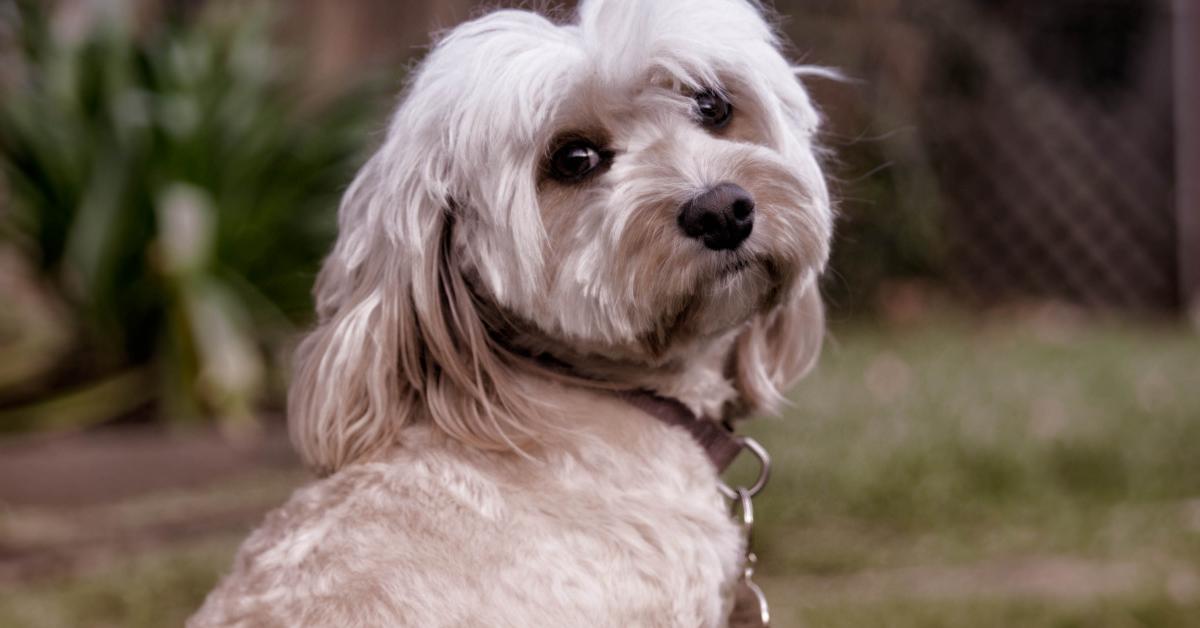 Vivid image of the Schnoodle, or Anjing Schnoodle in Indonesian context.