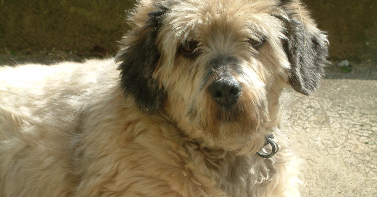 Visual representation of the Schnoodle, recognized in Indonesia as Anjing Schnoodle.