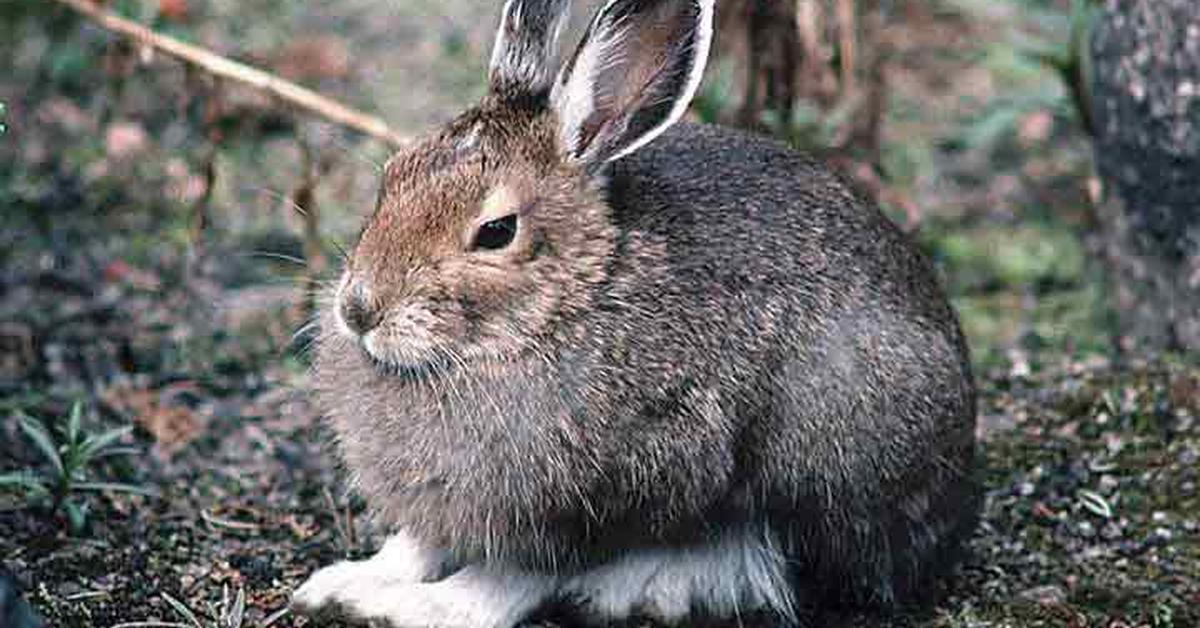 The fascinating Snowshoe Hare, scientifically known as Lepus americanus.