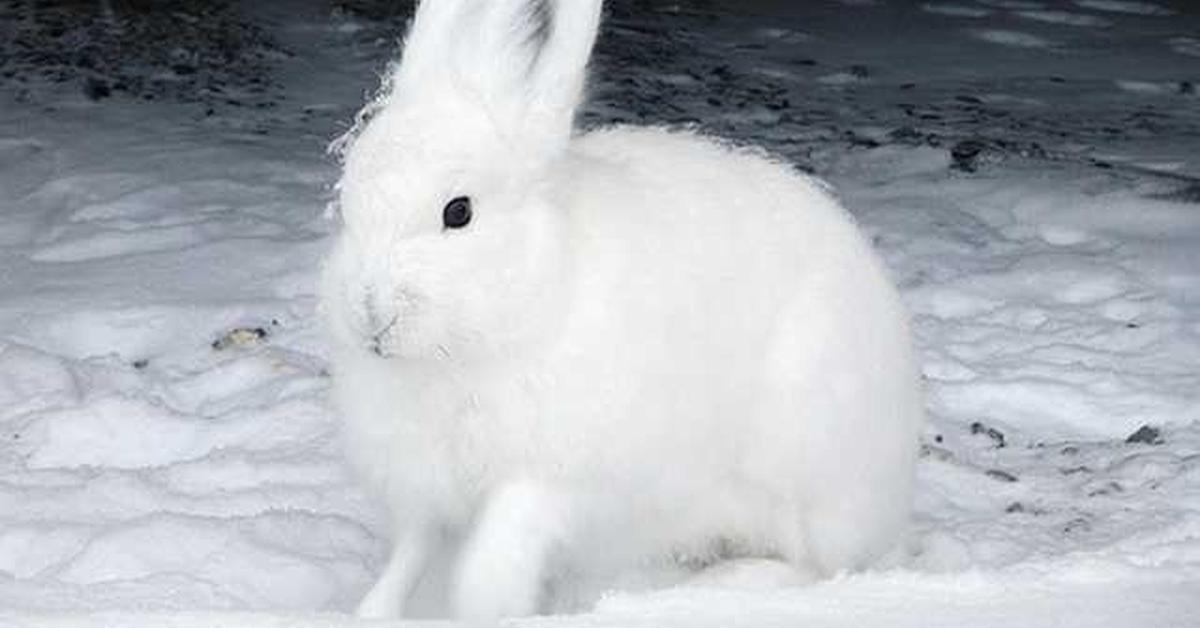 Unique portrayal of the Snowshoe Hare, also called Kelinci Salju in Bahasa Indonesia.