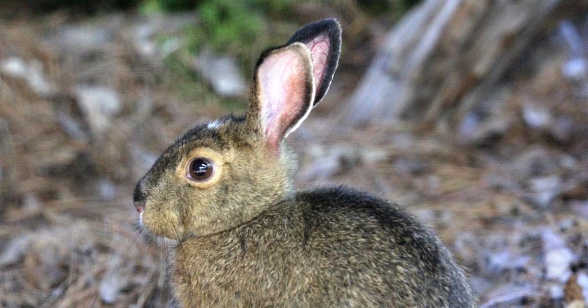 Vivid image of the Snowshoe Hare, or Kelinci Salju in Indonesian context.